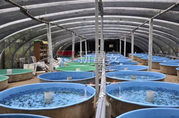 玻璃鋼魚(yú)苗孵化桶